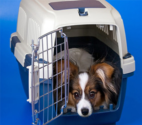 上海空运国际宠物托运 【国内国际宠物托运出国回国】